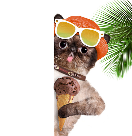Cat eat ice cream. For white banner.の写真素材