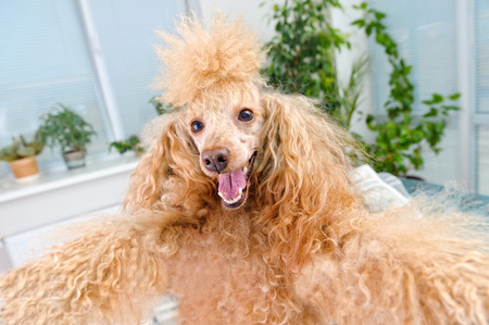 dog taking a selfie with a smartphoneの写真素材