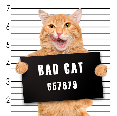 Bad cat.の写真素材