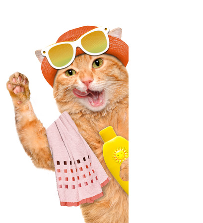 Cat with sunblock. For white banner.の写真素材