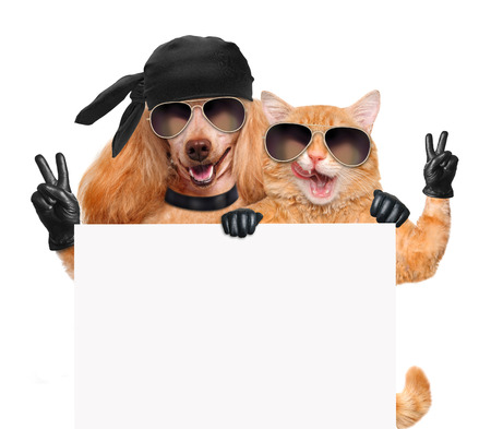 Dog and cat with peace fingers in black leather glovesの写真素材