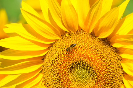 sunflowerの写真素材