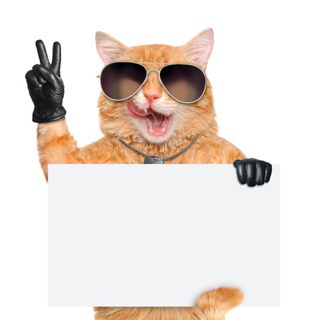 cat with peace fingers in black leatherの写真素材