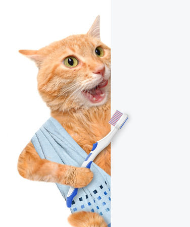 Brushing teeth cat. For white banner.の写真素材