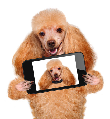 dog taking a selfie with a smartphoneの写真素材
