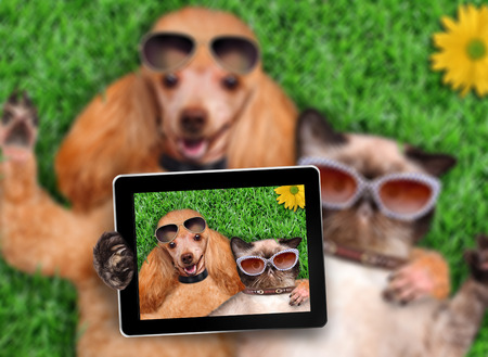 Cat and dog taking a selfie.の写真素材