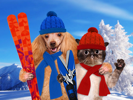 Dog with a cat with skisの写真素材