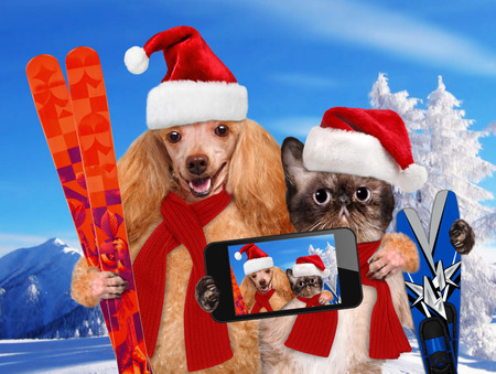 Cat and dog in red Christmas hats taking a selfie together with a smartphoneの写真素材