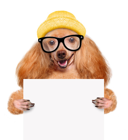 Dog holding in his paws white banner.の写真素材