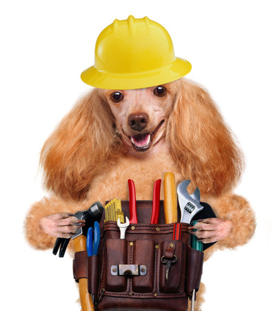 Dog handyman. Isolated on white.の写真素材