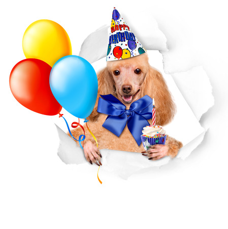 Birthday dog with balloons and a cupcake.の写真素材