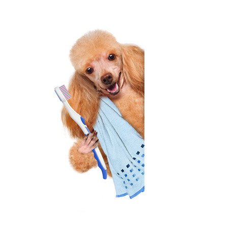 Brushing teeth dog. For white banner.の写真素材