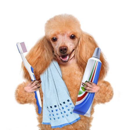 Brushing teeth dog. Isolated on white.の写真素材