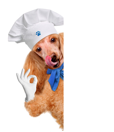 dog chefの写真素材