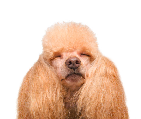 Dog.の写真素材
