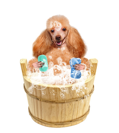 Dog washesの写真素材