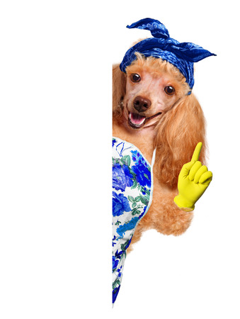Housewife dogの写真素材