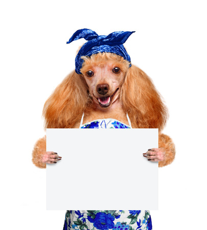 Housewife dogの写真素材