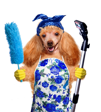 Housewife dogの写真素材