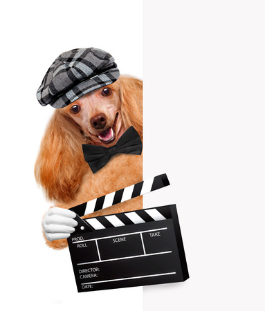 movie clapper board director dogの写真素材