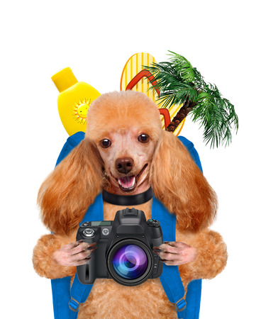 dog travelerの写真素材