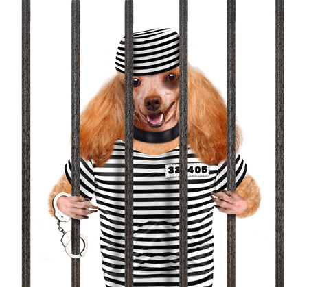 Dog in prison.の写真素材