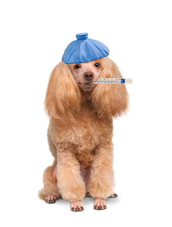 Sick dog.の写真素材