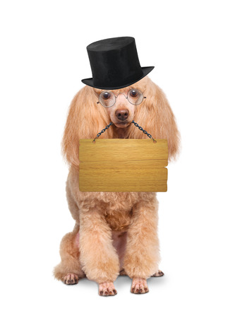 Dog with empty boardの写真素材