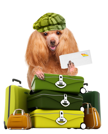 dog travelerの写真素材