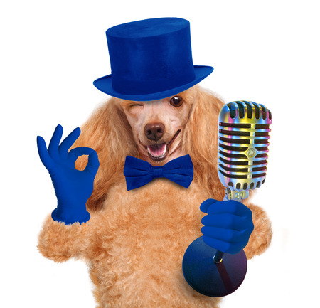 dog with a microphoneの写真素材