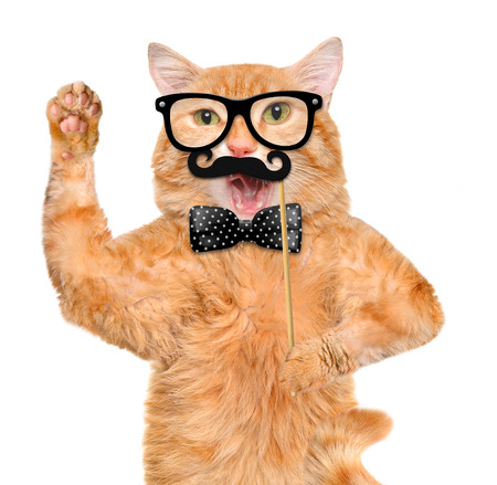 hipster catの写真素材
