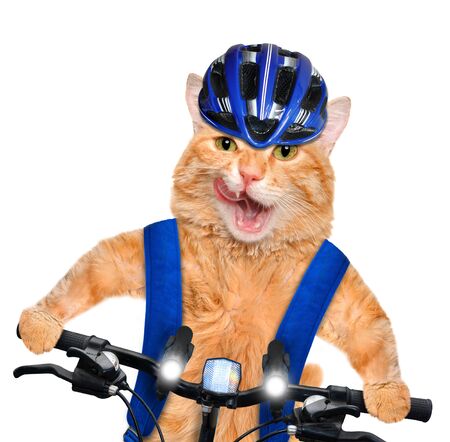 Cat cyclist.の写真素材