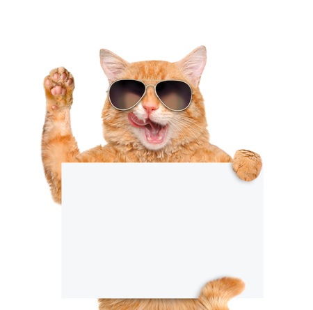 Cat holding in his paws white banner.の写真素材