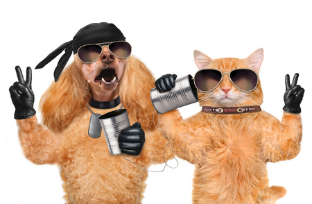 Cat with a dog on the phone with a canの写真素材