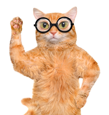 Cat in the glasses.の写真素材