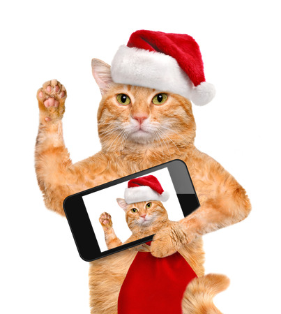 Cat in red Christmas hat taking a selfie together with a smartphone.の写真素材