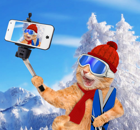 Cat with skis taking a selfie together with a smartphone.の写真素材