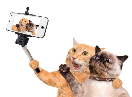 Cats taking a selfie with a smartphone. Isolated on white.の写真素材