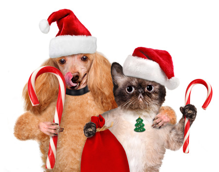 Cat and dog in red hat holds a Christmas candy. Isolated on white.の写真素材