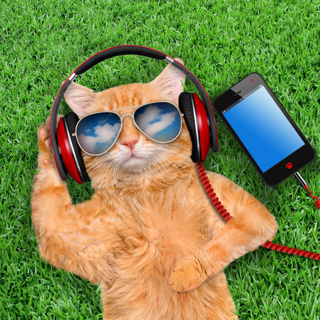 Cat headphones wearing sunglasses relaxing in the grass.の写真素材