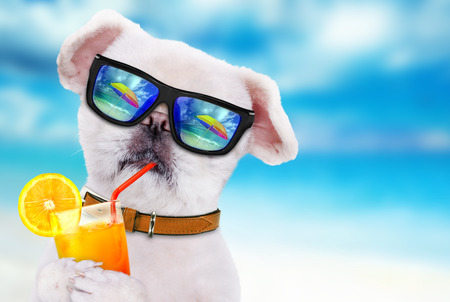 Dog wearing sunglasses relaxing in the sea background.の写真素材