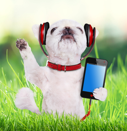 Dog listening to music on headphones.の写真素材