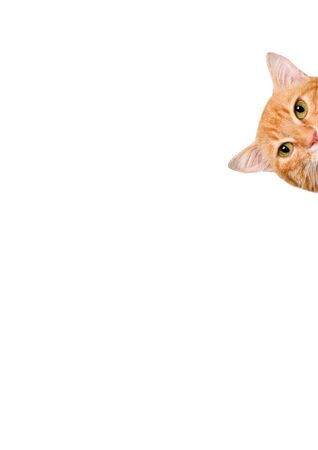 Cat over blank posterboard, you add the message. Isolated on the white.の写真素材