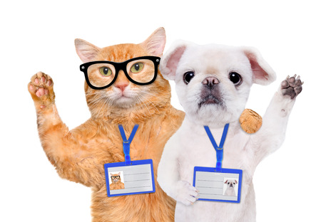 Dog and cat wear blank white badge mockup. Isolated on the white.の写真素材