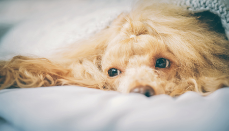 Poodle dog is lying under the blanket in bed.の写真素材