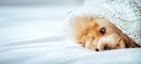 Poodle dog is lying under the blanket in bed.の写真素材