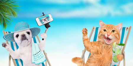 Cat and dog sitting on deckchair on the sea.の写真素材
