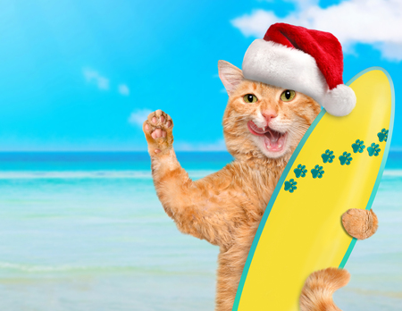 Beautiful surfer cat wearing sunglasses relaxing in the sea. Christmas.の写真素材