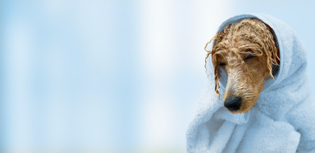 Wet poodle dog after the bath with a towel.の写真素材