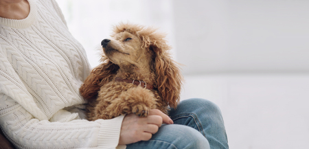 Young woman is resting with a dog on the armchair at home.の写真素材